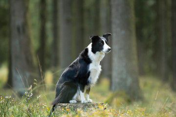 Shooting d'un chien de race border collie dans les bois