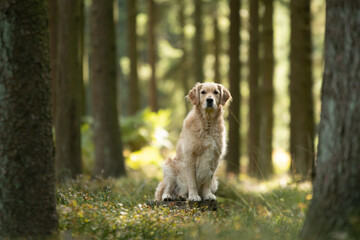 Shooting d'un chien de race golden retriever dans les bois