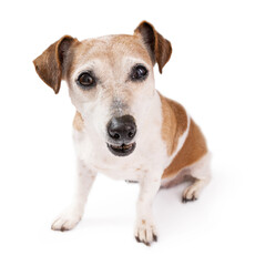 Funny dog face with confused facial expression looking at the camera. Small elder senior dog Jack Russell terrier on white background. Silly making faces  