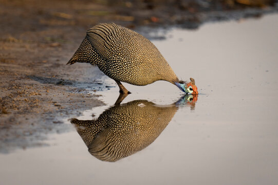 Helmeted guineafowl (Numida meleagris) drinks from river with mirror image reflection in the water in Chobe National Park; Chobe, Botswana