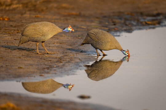 Helmeted guineafowl (Numida meleagris) drinks from river near another in Chobe National Park; Chobe, Botswana