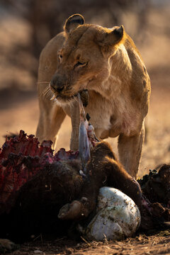Lioness (Panthera leo) pulls innards from Cape buffalo carcase in Chobe National Park; Chobe, Botswana