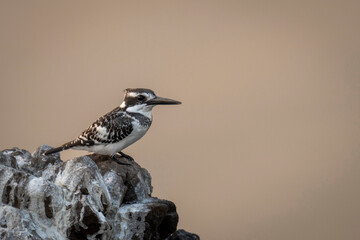 Pied Kingfisher (Ceryle rudis) on rock covered in guano in Chobe National Park; Chobe, Botswana