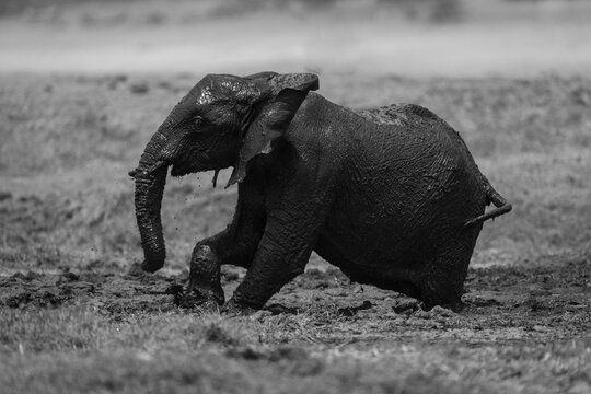 Monochromatic of a baby African elephant (Loxodonata africana) struggling through mud in Chobe National Park; Chobe, Botswana