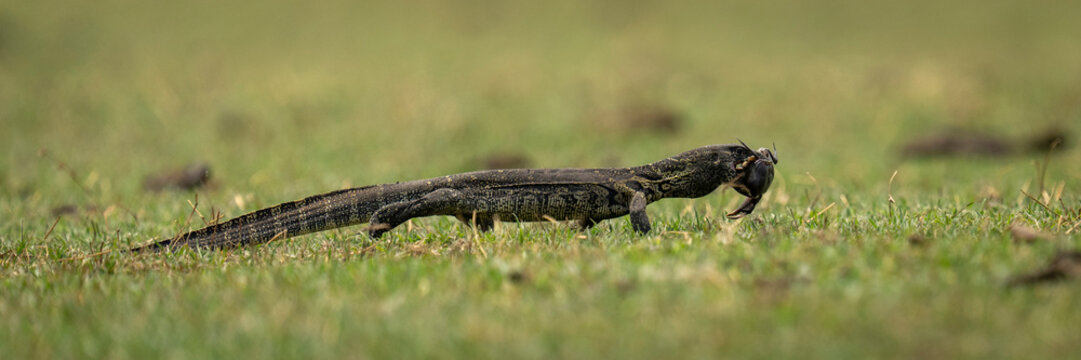 Panorama of Nile monitor (Varanus niloticus) walking with crab in Chobe National Park; Chobe, Botswana