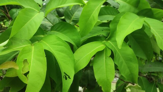 Euonymus hamiltonianus leaves, known by the common names Hamilton's spindletree, Himalayan spindle and Siebold's spindle.