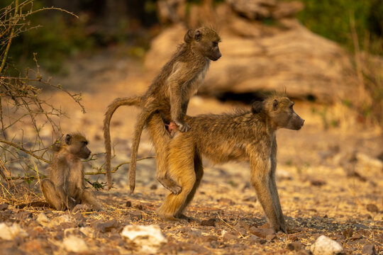 Two chacma baboons (Papio ursinus) mate on rocky ground in Chobe National Park; Chobe, Botswana