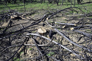 Incendio sierra de la culebra 