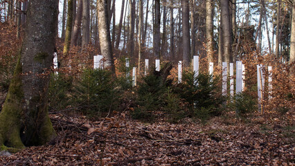 Fototapeta premium White posts in the ground surrounded by trees and dead leaves in the Palatinate Forest on a winter day near Kaiserslautern, Germany.