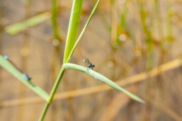 dragonfly sits on a leaf in the reeds on the shore of a pond