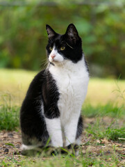 Naklejka na ściany i meble Gato color blanco y negro, mínimo, gatito, hermoso de mirada noble, en le parque, disfrutando de una caminata.