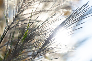 naturally beautiful background with effectively blurred grasses against the light