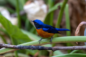 Rufous-bellied niltava or Niltava sundara observed in Rongtong in West Bengal