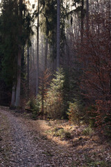 Obraz premium Light shining through the tops of tall trees onto a small green tree next to a walking path in the Palatinate Forest on a winter day. 