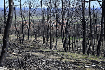 Incendio sierra de la culebra 