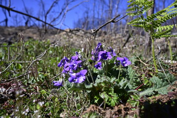 Incendio sierra de la culebra 