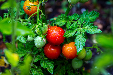 Close-up of an assortment of colour ripeness of cherry tomatoes on the vine with water droplets; Calgary, Alberta, Canada