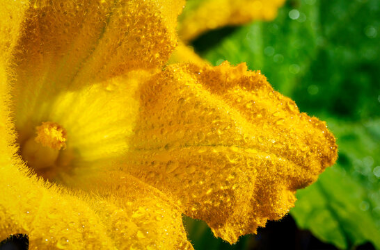 Extreme close-up of a yellow zucchini blossom in the sunlight with water droplets; Calgary, Alberta, Canada