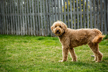 Labradoodle Walking Looking at Camera