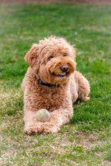 Young Labradoodle Holding Ball and Being Silly