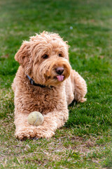 Young Labradoodle Holding Ball and Being Silly