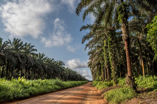 Road along a palm oil plantation near Socapalm in Cameroon.  Cameroon is the largest palm oil producer in Central Africa, with more than 450,000 tons in 2020; Socapalm, Kribi district, Cameroon