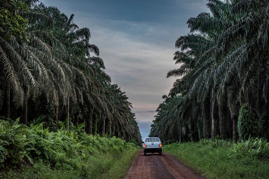 Road along a palm oil plantation near Socapalm in Cameroon.  Cameroon is the largest palm oil producer in Central Africa, with more than 450,000 tons in 2020; Socapalm, Kribi district, Cameroon