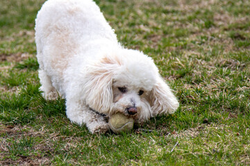 White Bichon Poo Playing with a Ball in the Grass