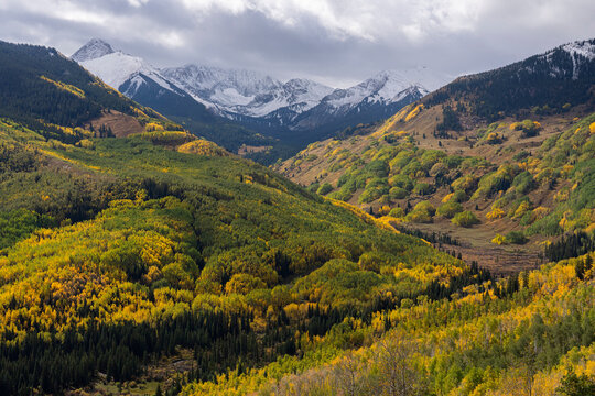 Autumn takes hold of the Colorado landscape. Aspen trees are golden and snow accumulates on the mountain peaks; Colorado, United States of America