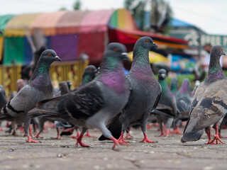 kuala lumpur. malaysia. november 2022. pigeon at park in selective focus.