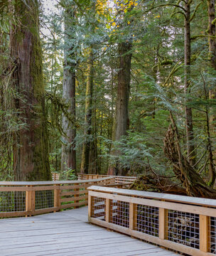 Boardwalk through an old-growth forest called Cathedral Grove in MacMillan Provincial Park on Vancouver Island, BC, Canada; Vancouver Island, British Columbia, Canada