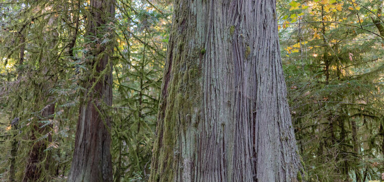Close-up detail of moss and tree bark on a tree in an old-growth forest called Cathedral Grove in MacMillan Provincial Park on Vancouver Island, BC, Canada; Vancouver Island, British Columbia, Canada
