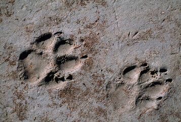 Two paw prints in the mud in Yellowstone National Park, Wyoming, USA; Wyoming, United States of America