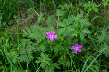 Obraz premium Geranium palustre or Marsh Cranesbill.