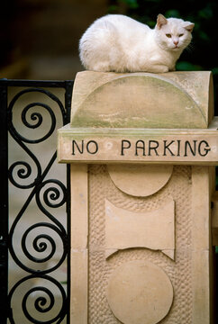 White cat sits on a 'No Parking' sign; Lee, Berkshires, Massachusetts, United States of America