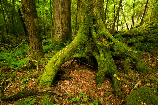 Moss-covered tree roots grip the soil in a forest in Great Smoky Mountains National Park, Tennessee, USA; Tennessee, United States of America