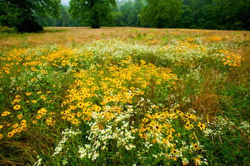 Field of Black-eyed Susans (Rudbeckia hirta sp.) and other wildflowers in Great Smoky Mountains National Park, Tennessee, USA; Tennessee, United States of America