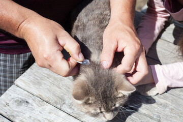 men's hands dripping on the back of the cat's neck medicine for parasites