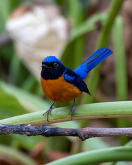 Rufous-bellied niltava or Niltava sundara observed in Rongtong in West Bengal