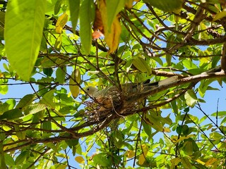 Beautiful green forest scenery within the urban landscape