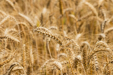 A crop of wheat growing in Punjab