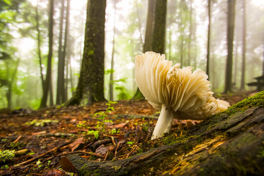 Mushroom growing on the forest floor at the Balsam Mountain picnic area in Great Smoky Mountains National Park, Tennessee, USA; Tennessee, United States of America