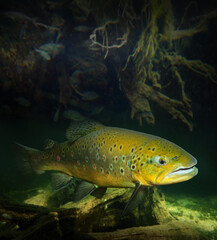 Underwater photo of The Brown Trout - Salmo Trutta in a mountain lake. 