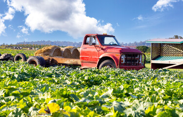 Old vintage red truck in the middle of a farm field carrying bales of hay © tab62