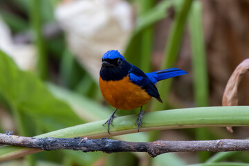 Rufous-bellied niltava or Niltava sundara observed in Rongtong in West Bengal