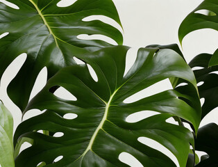 Stunning monstera leaves on display against a clean white backdrop. Generative AI