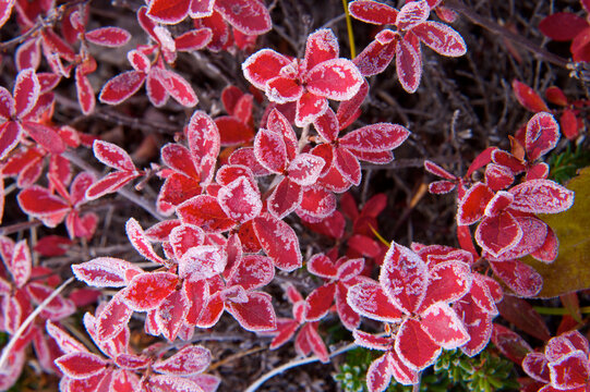 First Frost Powders Leaf Edges In The Kronotsky Biosphere; Kronotsky Zapovednik, Kamchatka, Russia