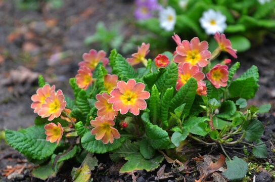  Apricot primroses bloom in the spring garden. Closeup photo . Gardening, growing flowers concept .Free copy space