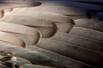Bird feathers, close-up detail; Svalbard Archipelago, Norway