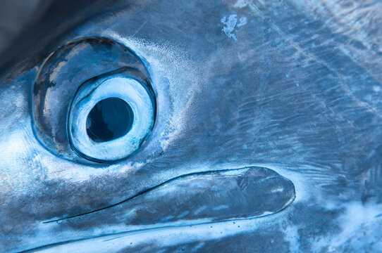 Close-up of the eye of a Marlin (Istiophoridae); Port Antonio, Jamaica